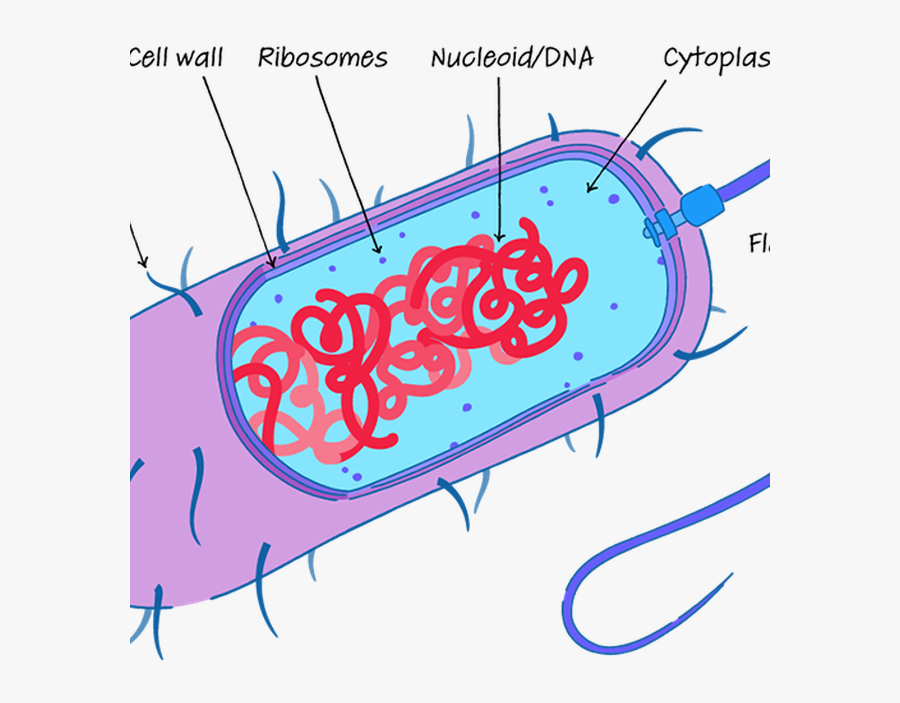 Клетка прокариот функции. Нуклеоид бактериальной клетки. Нуклеоид бактерий строение. Нуклеоид у прокариот. Функция нуклеоида бактериальной клетки.