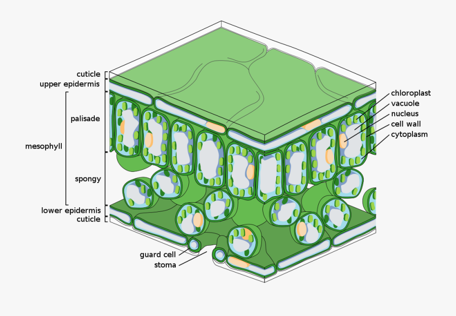 Leaf Anatomy - Leaf Tissue, Transparent Clipart