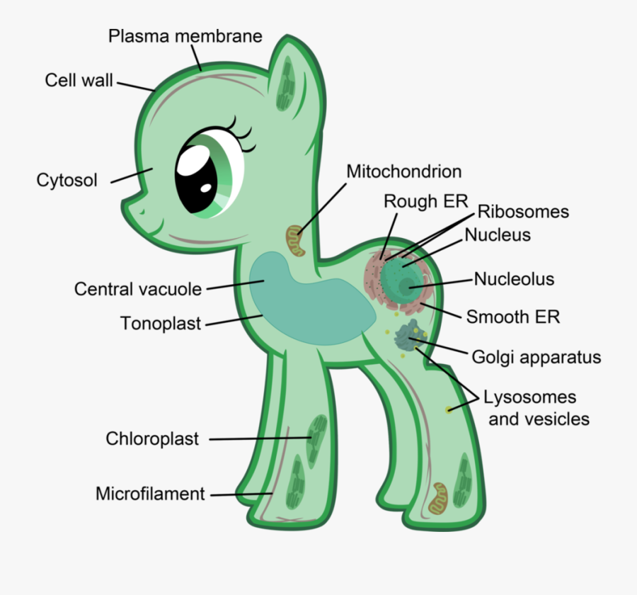 Transparent Chloroplast Png - My Little Eukaryote, Transparent Clipart