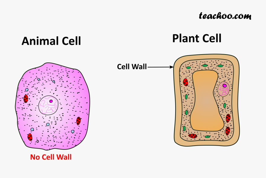 Main Points Of Cytoplasm, Transparent Clipart