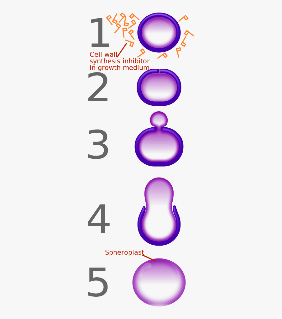 Drug Clipart Penicillin - Penicillin Inhibits Cell Wall Synthesis, Transparent Clipart