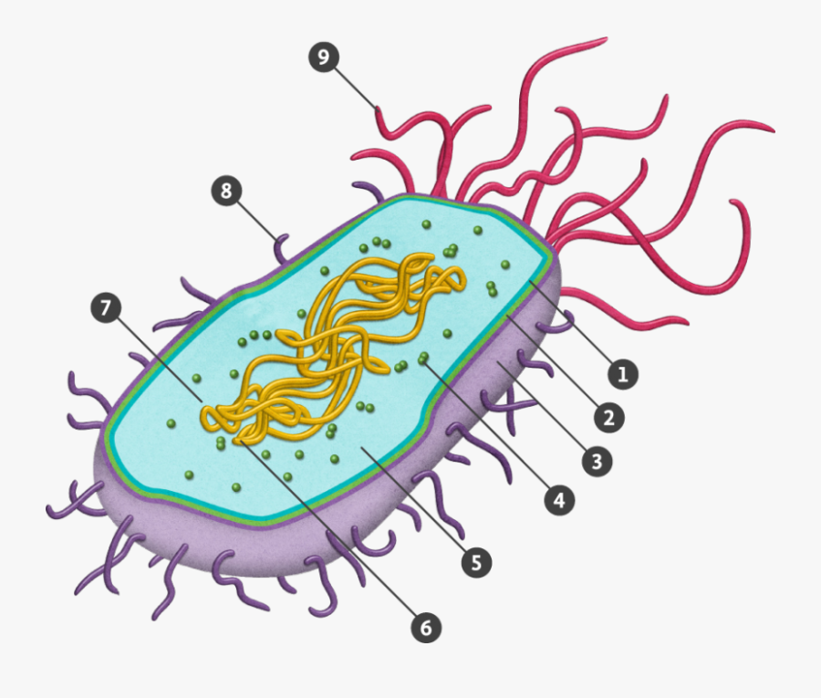 Transparent Prokaryote Png Download - Prokaryotic Cell Diagram Unlabeled, Transparent Clipart