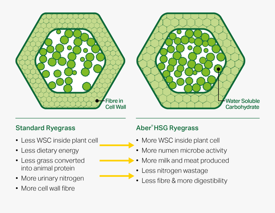 Hexagon Geometry - Road Safety Week, Transparent Clipart