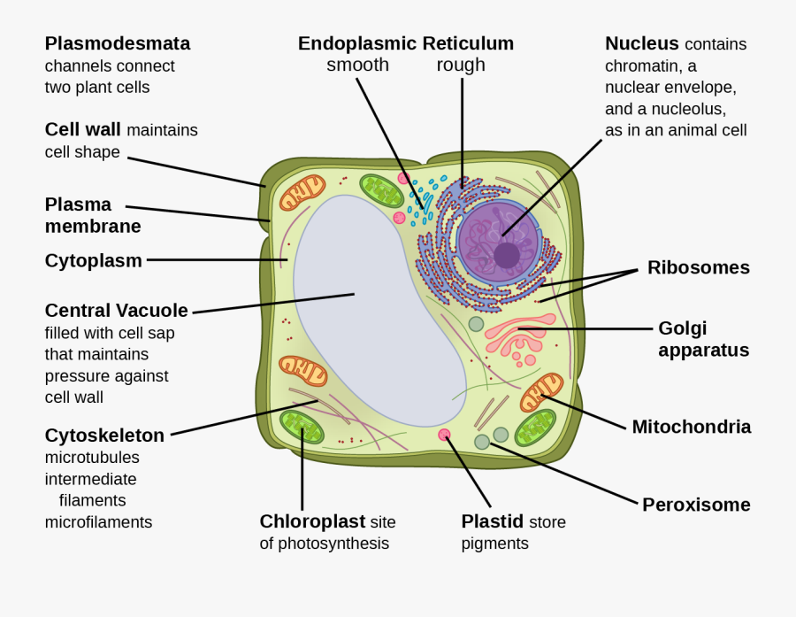 Draw And Label A Mitochondria Surrounded By Cytoplasm - Eukaryotic Plant Cell, Transparent Clipart