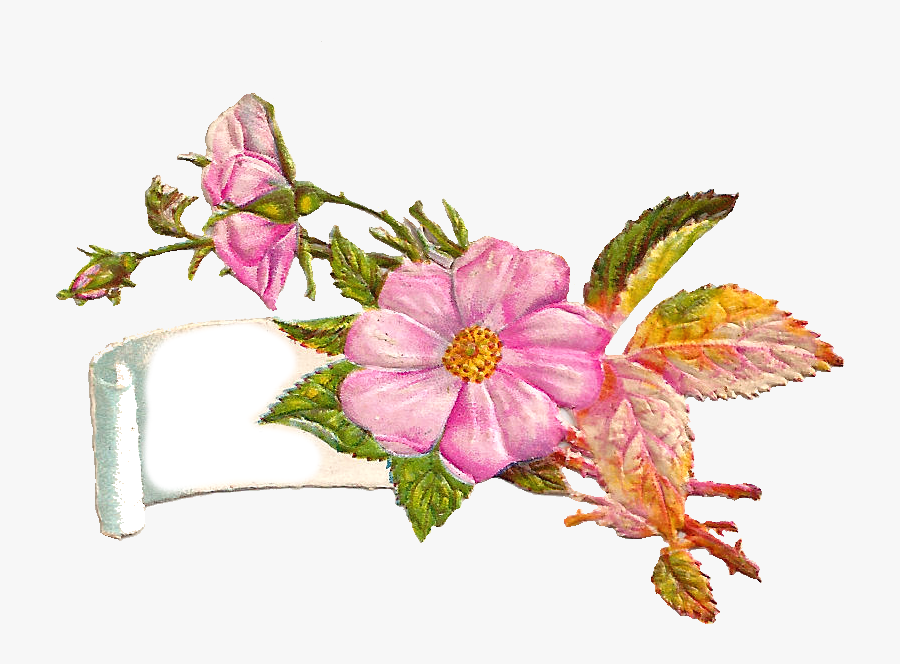 Clipart Flowers Label - Rosa Canina, Transparent Clipart