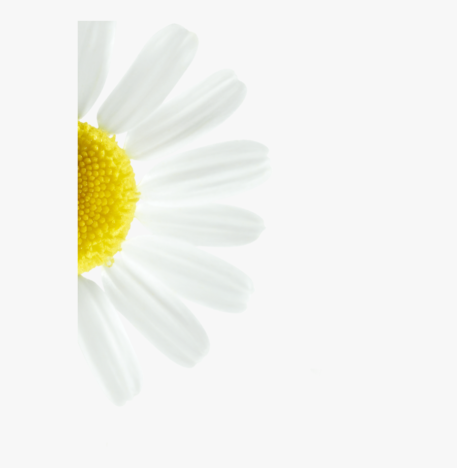Marguerite Daisy, Transparent Clipart