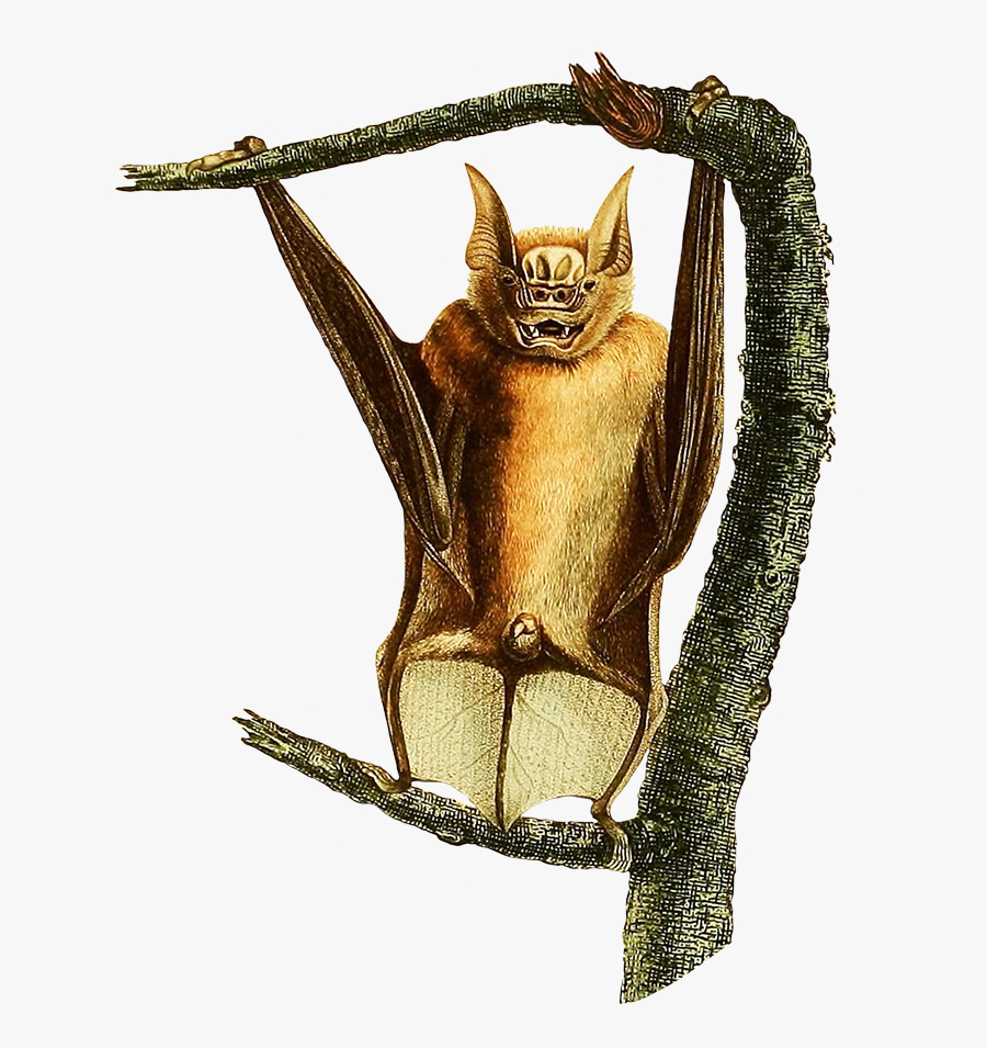 Bat In A Tree - Charles Alexandre Lesueur Bats, Transparent Clipart