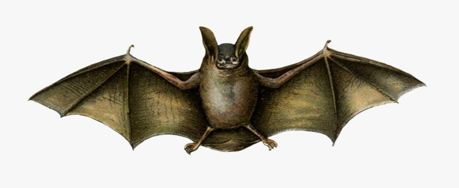Mouse Colored Bat Drawing - Vampire Bat, Transparent Clipart
