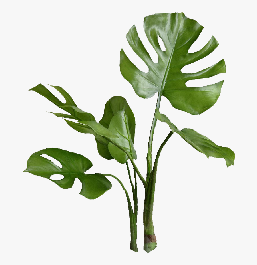 Millennial Bingo Png Download Green Plants In Vase - Faux Monstera Plant Leaves, Transparent Clipart