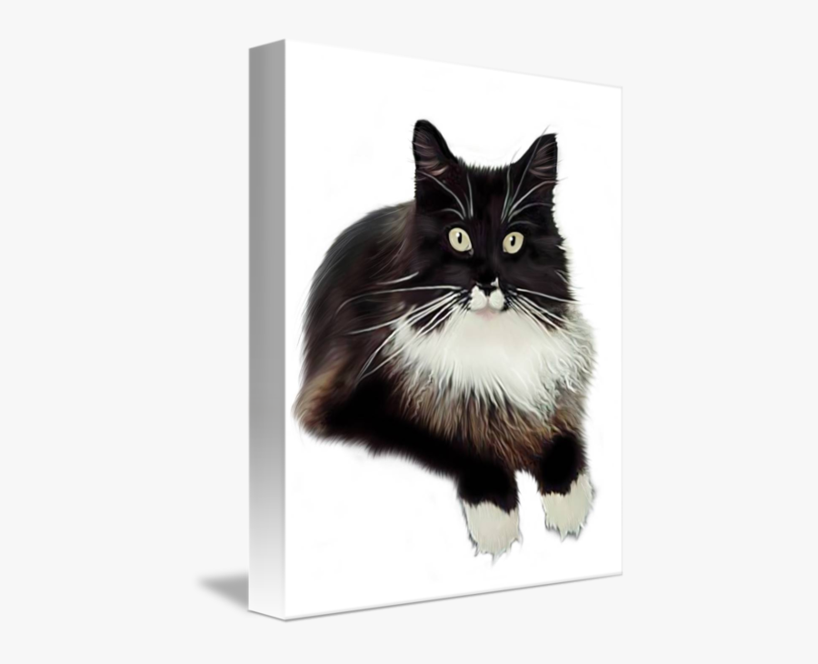 Clip Art Cat Tuxedo By Brandi - Maine Coon Cats Tuxedo, Transparent Clipart