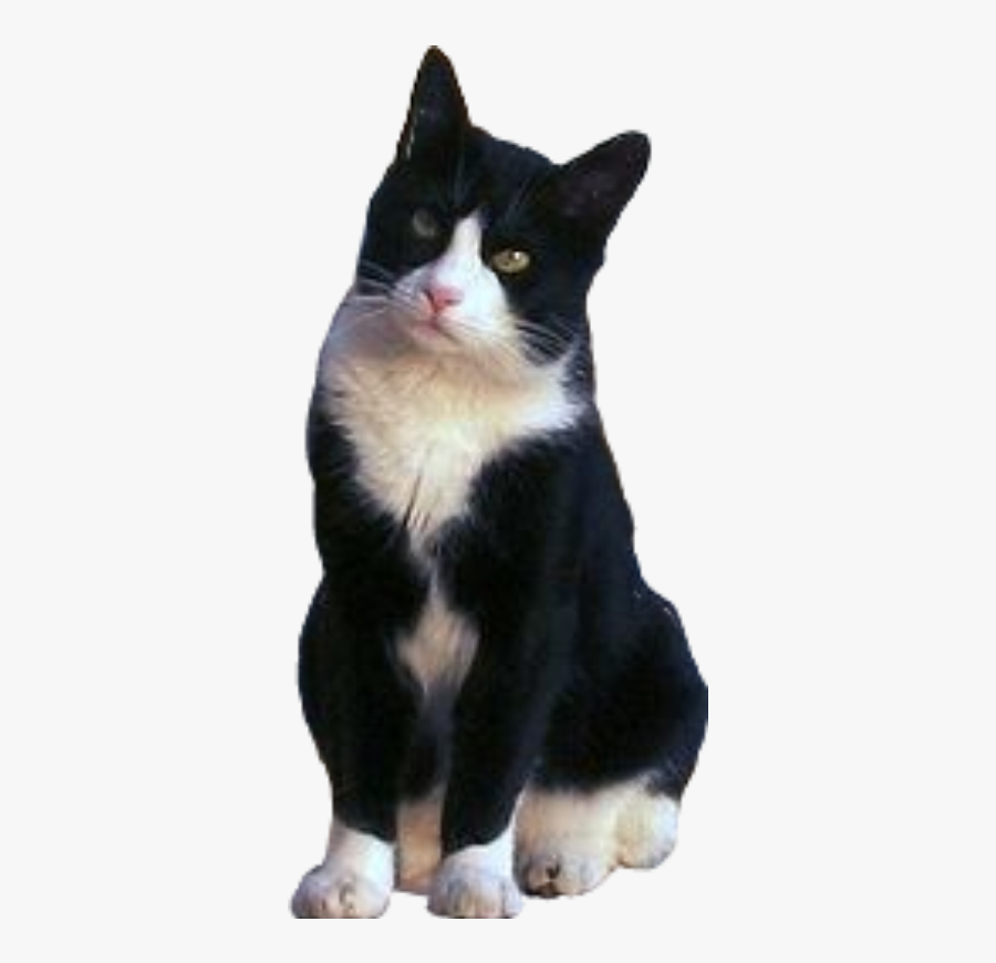 Freetoedit Cat Tuxedo Blackandwhite Sitting - Domestic Short-haired Cat, Transparent Clipart