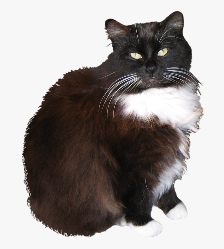 Clip Art Manx Asian Semi Longhair - Cat Stock Png, Transparent Clipart