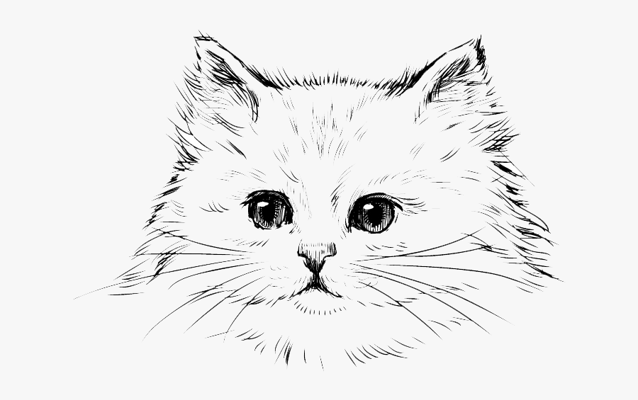Transparent Persian Cat Png - Draw A Persian Cat, Transparent Clipart