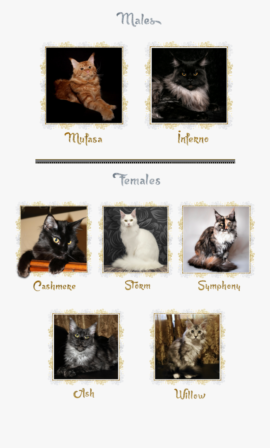 Transparent Maine Coon Cat Clipart - Domestic Short-haired Cat, Transparent Clipart