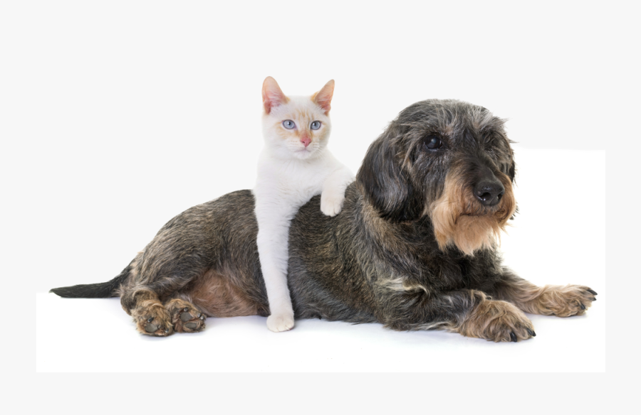 Transparent Dog And Cat Png - Old Cat And Dog Together, Transparent Clipart