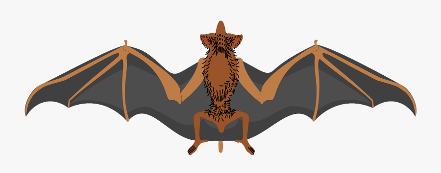 Transparent Bat Wings Clipart - Bat Clipart, Transparent Clipart