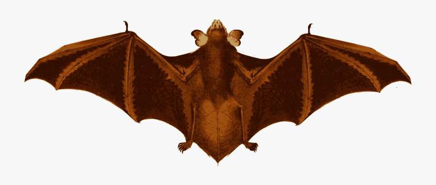 Bat Wings Png - Little Brown Myotis, Transparent Clipart