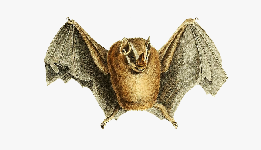 Phyllostoma Natt - Drawing - Vampire Bat, Transparent Clipart