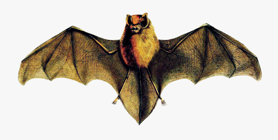 Natalus Stramineus Bat - Natalus Stramineus, Transparent Clipart