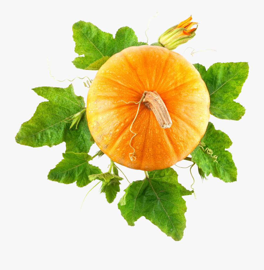 Transparent Pumpkin Plant Clipart - Pumpkin Png, Transparent Clipart