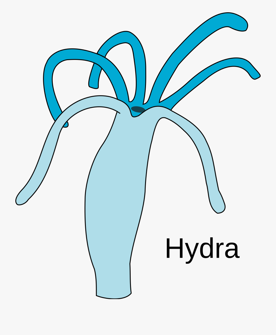 Easy Diagram Of Hydra Clipart , Png Download - Simple Labeled Diagram Of Hydra, Transparent Clipart