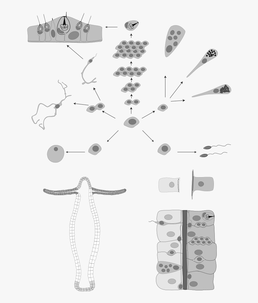 Diagram, Transparent Clipart