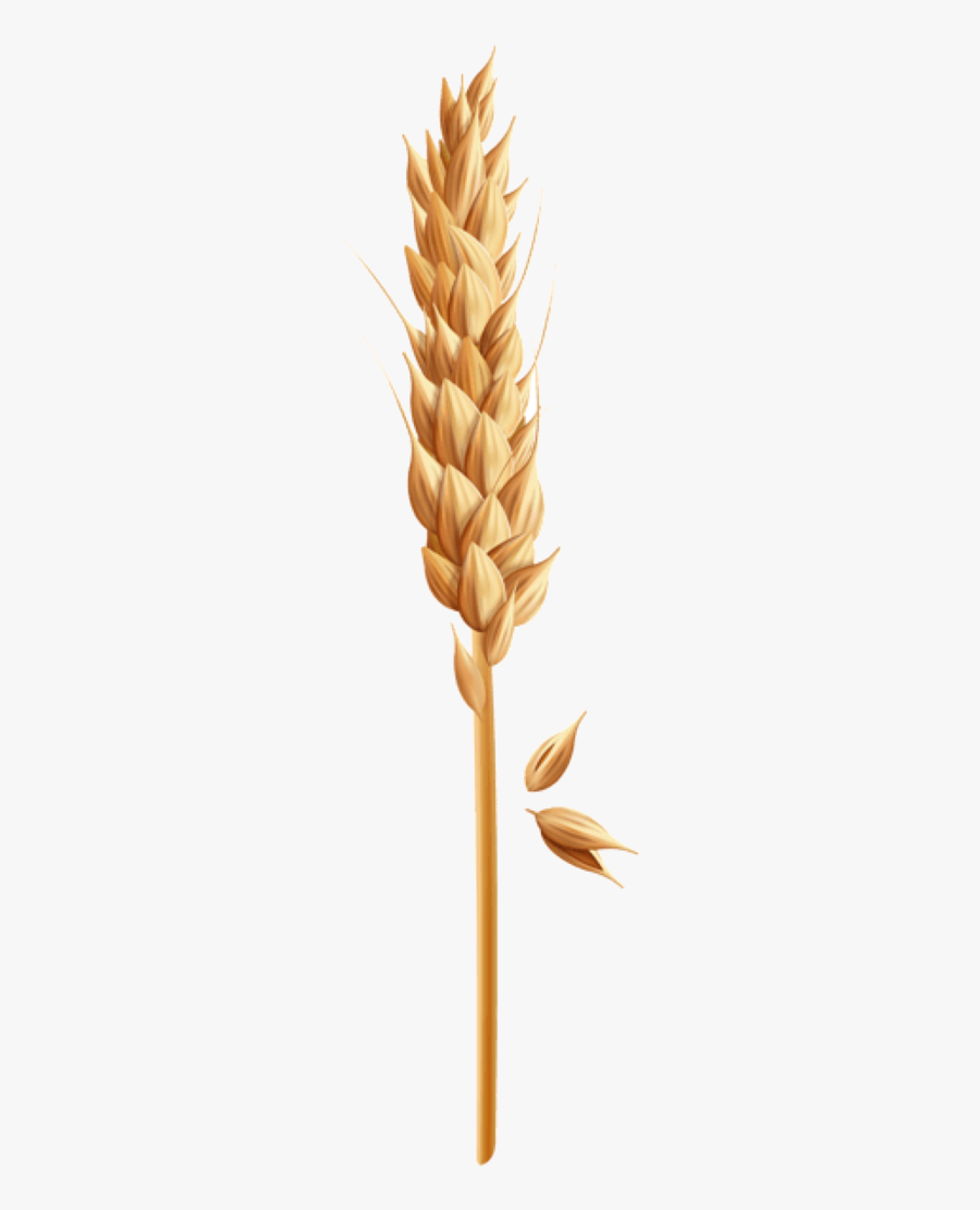 Wheat Grain Transparent Clipart Free Png - Grain Clipart Png, Transparent Clipart