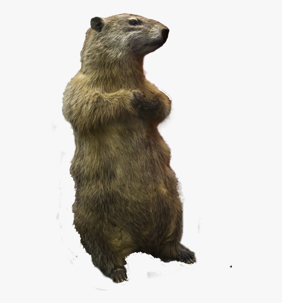Prairie Dog Squirrel Rodent - Png Image Prairie Dog Transparent Background, Transparent Clipart