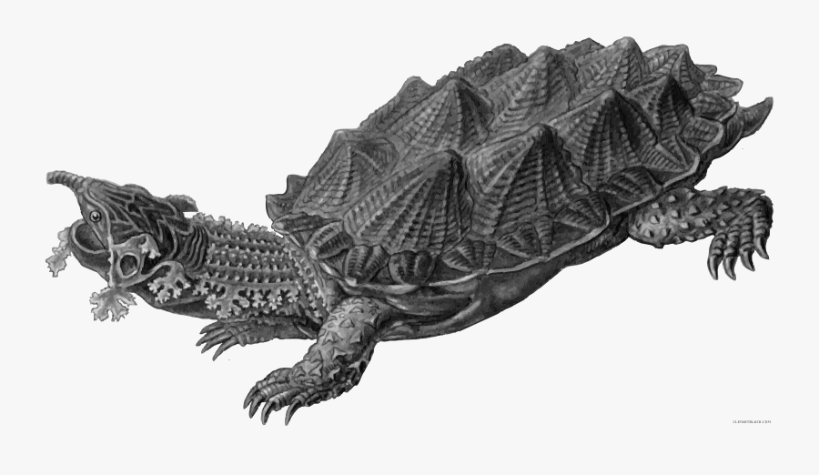 Prairie Falcon Clipart Turtle - Tortugas De La Prehistoria, Transparent Clipart