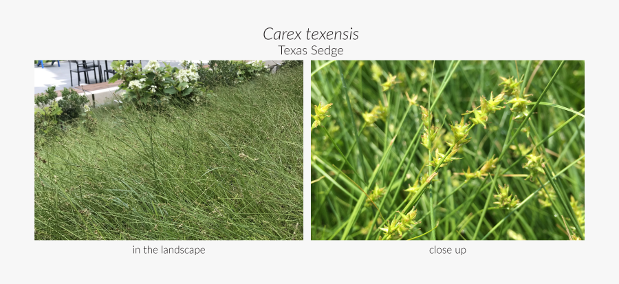 Clip Art Fluffy Grass, Transparent Clipart