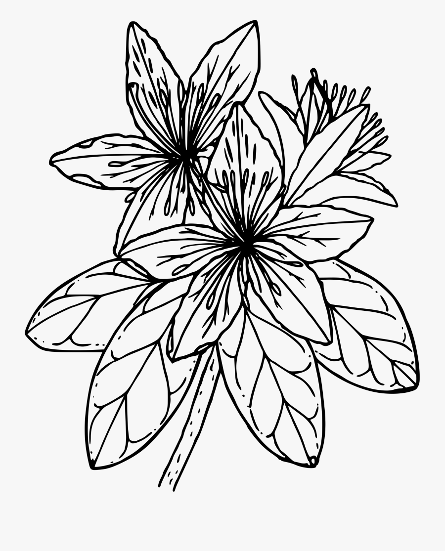 Pacific Rhododendron - Azalea Black And White, Transparent Clipart