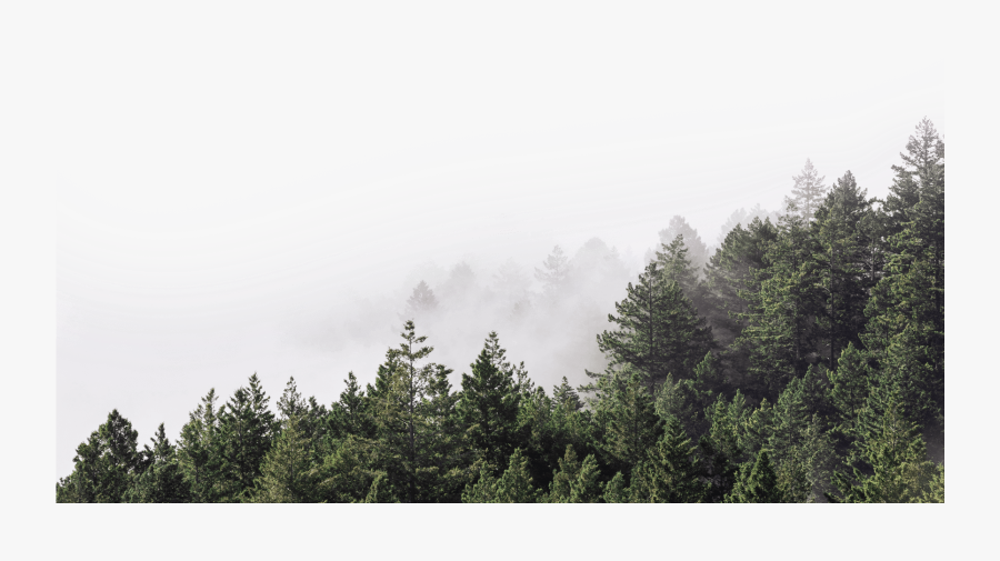 Transparent Forest Background Png - Transparent Background Evergreen Tree Clip Art, Transparent Clipart