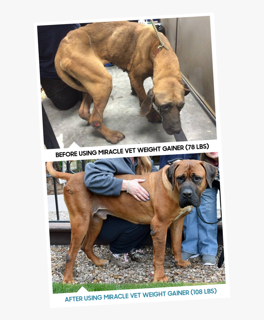 Dog Yawns, Transparent Clipart