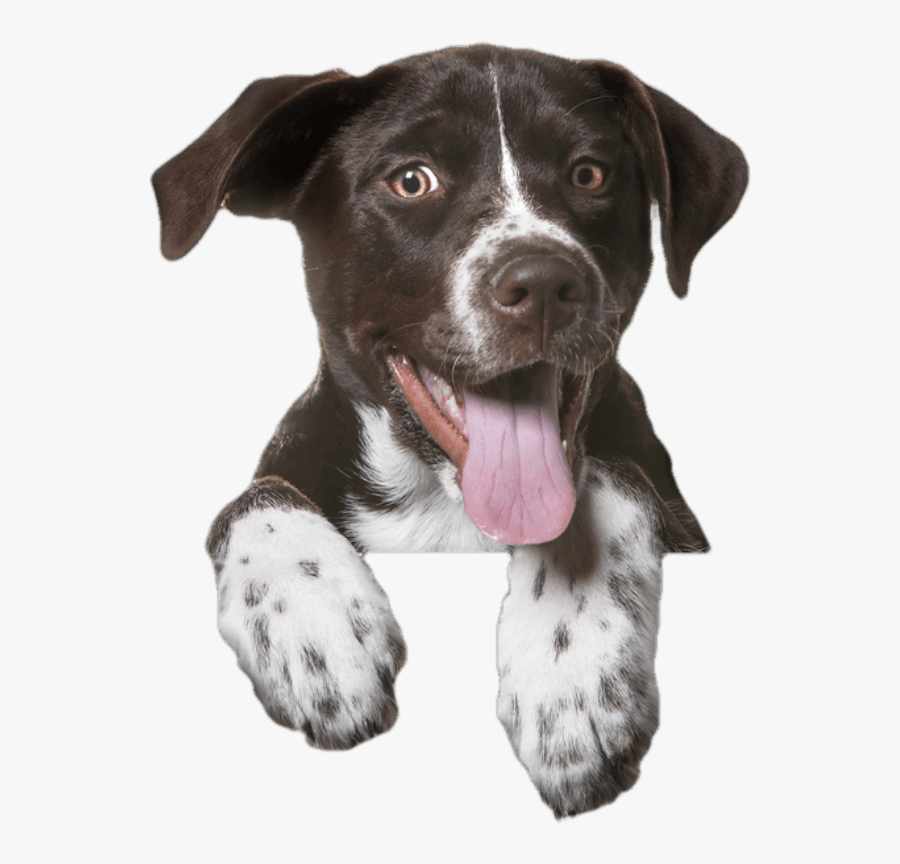 Pet Shop Uk Dogs, Transparent Clipart