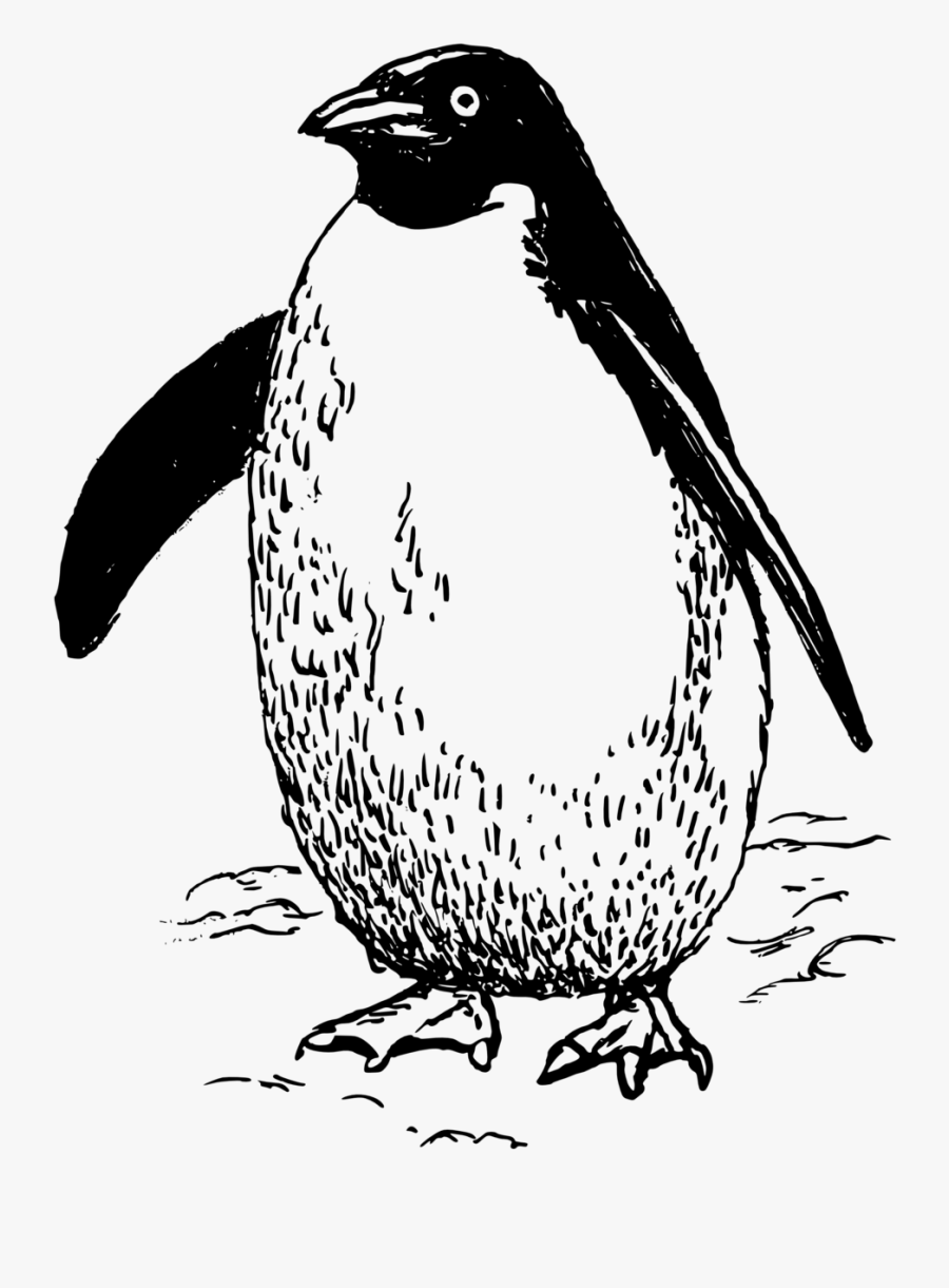 Penguin In Line Art, Transparent Clipart