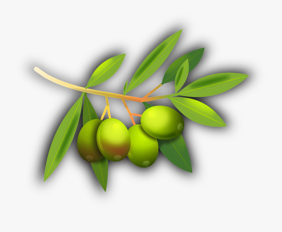 Olives Fruits Olive Tree Png Image - Olive Fruit Transparent, Transparent Clipart