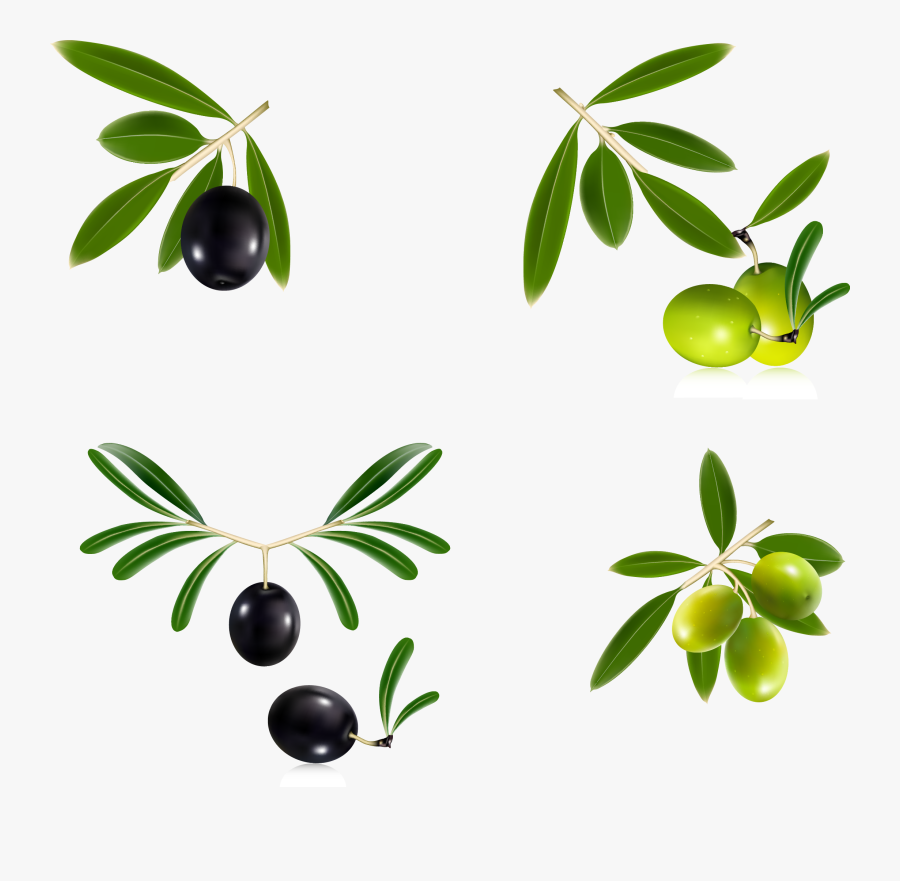 Olive Branch Wreath Png - Olive Oil Vector Free, Transparent Clipart