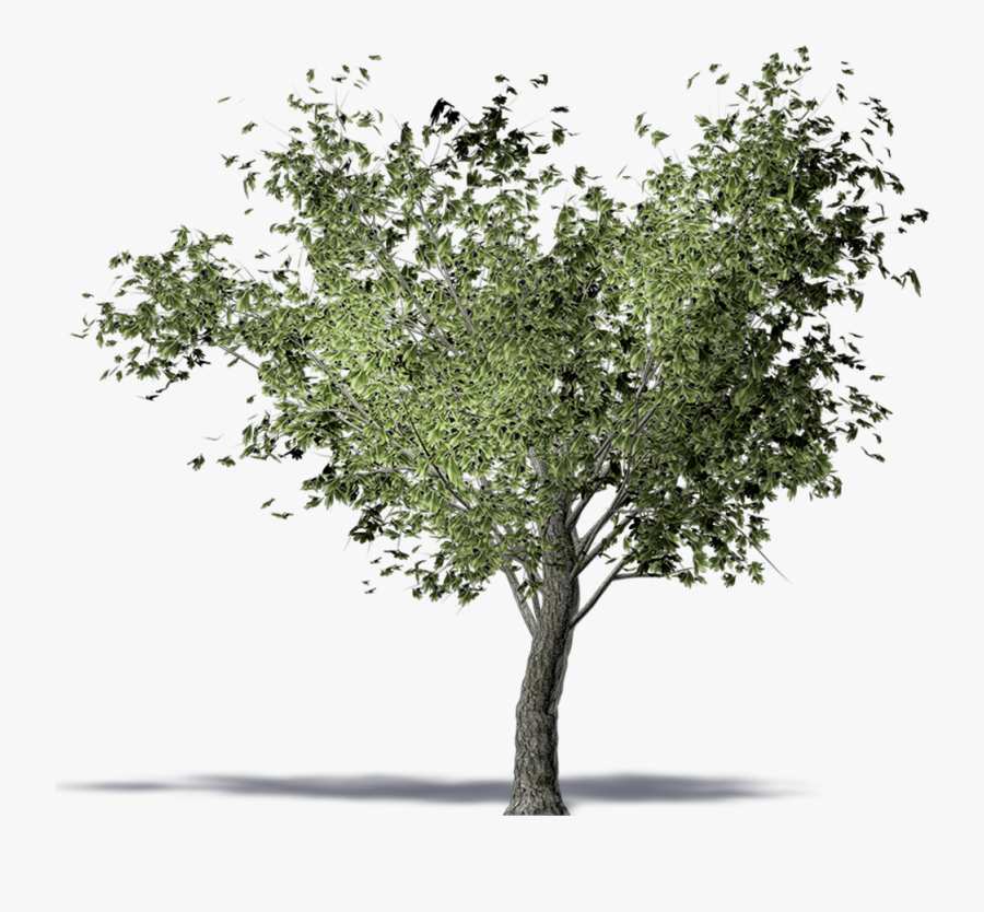 Twig American Elm Olive Tree Computer-aided Design - Olive Tree 3d Png, Transparent Clipart