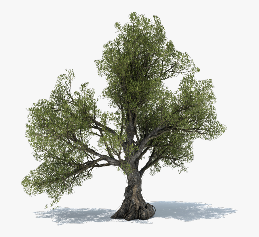 Dietary Supplement Olive Leaf Tree Extract - Olive Tree Free Png, Transparent Clipart
