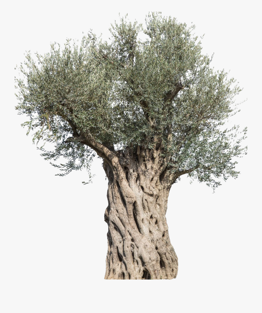 Olive Stock Photography Tree Mediterranean Cuisine - Olive Tree Png, Transparent Clipart