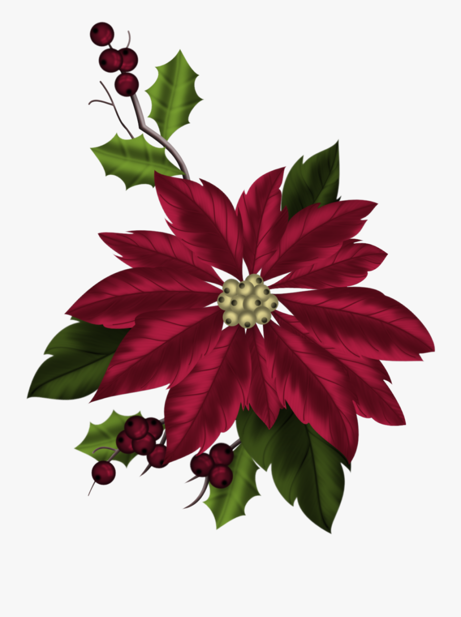 Poinsettia Clipart December Flower - Illustration, Transparent Clipart