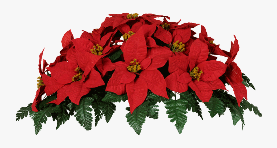 Poinsettias Clipart Poinsettia Leave - Poinsettia Flowers Png, Transparent Clipart