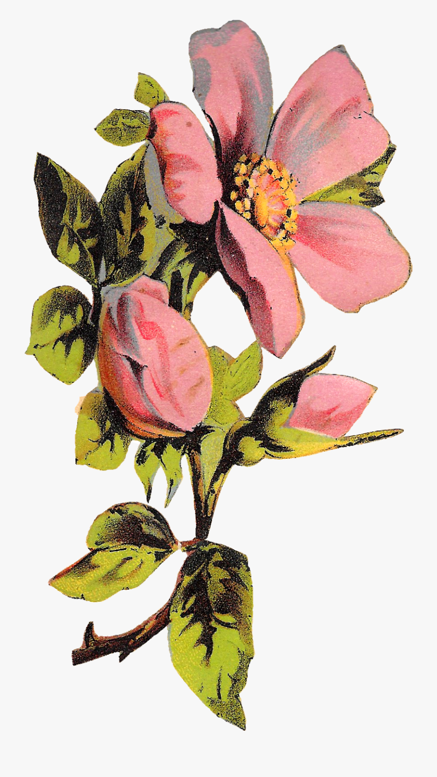 Rose Clipart Botanical - Botanical Art Flower Illustration, Transparent Clipart