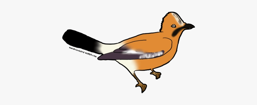 Blue Jay Clipart Bird Free Transparent Png - Wren, Transparent Clipart