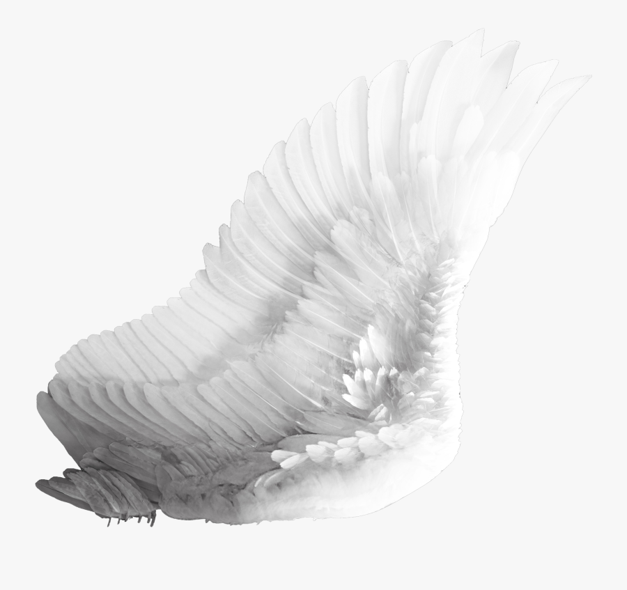White Bird Wings Png - White Bird Wing Png, Transparent Clipart