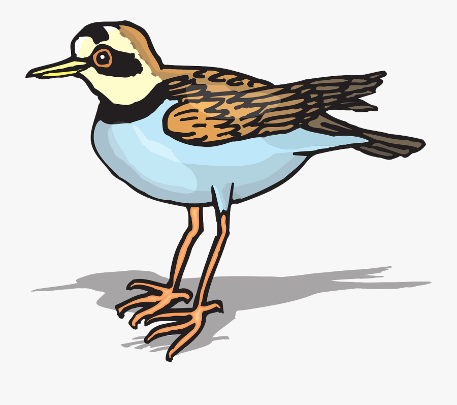 Bird, Wings, Plover, Feathers, Species - Plover Clipart, Transparent Clipart