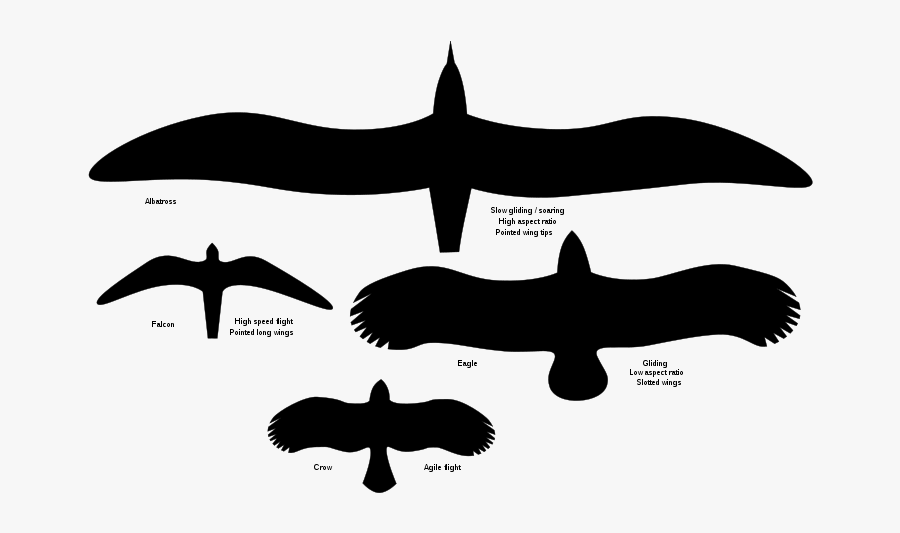 Bird Flight Owl Wing Aspect Ratio - Albatross Vs Eagle Size, Transparent Clipart