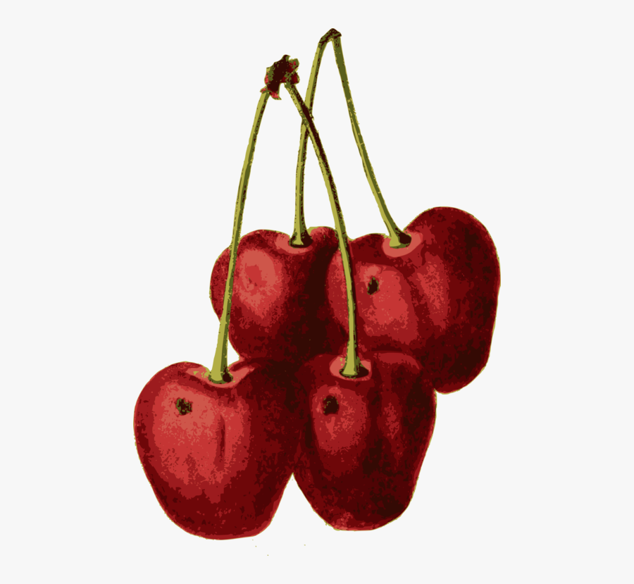 Seedless Fruit,plant,food - Cherry, Transparent Clipart