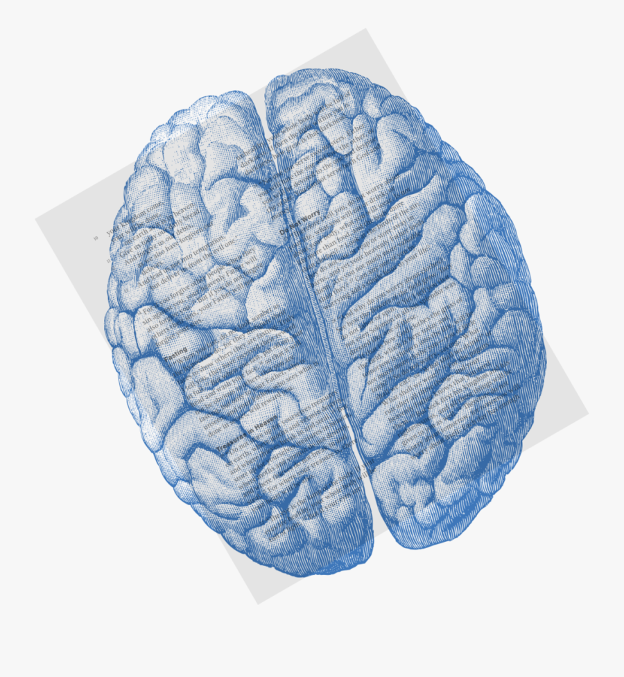 Cauliflower, Transparent Clipart