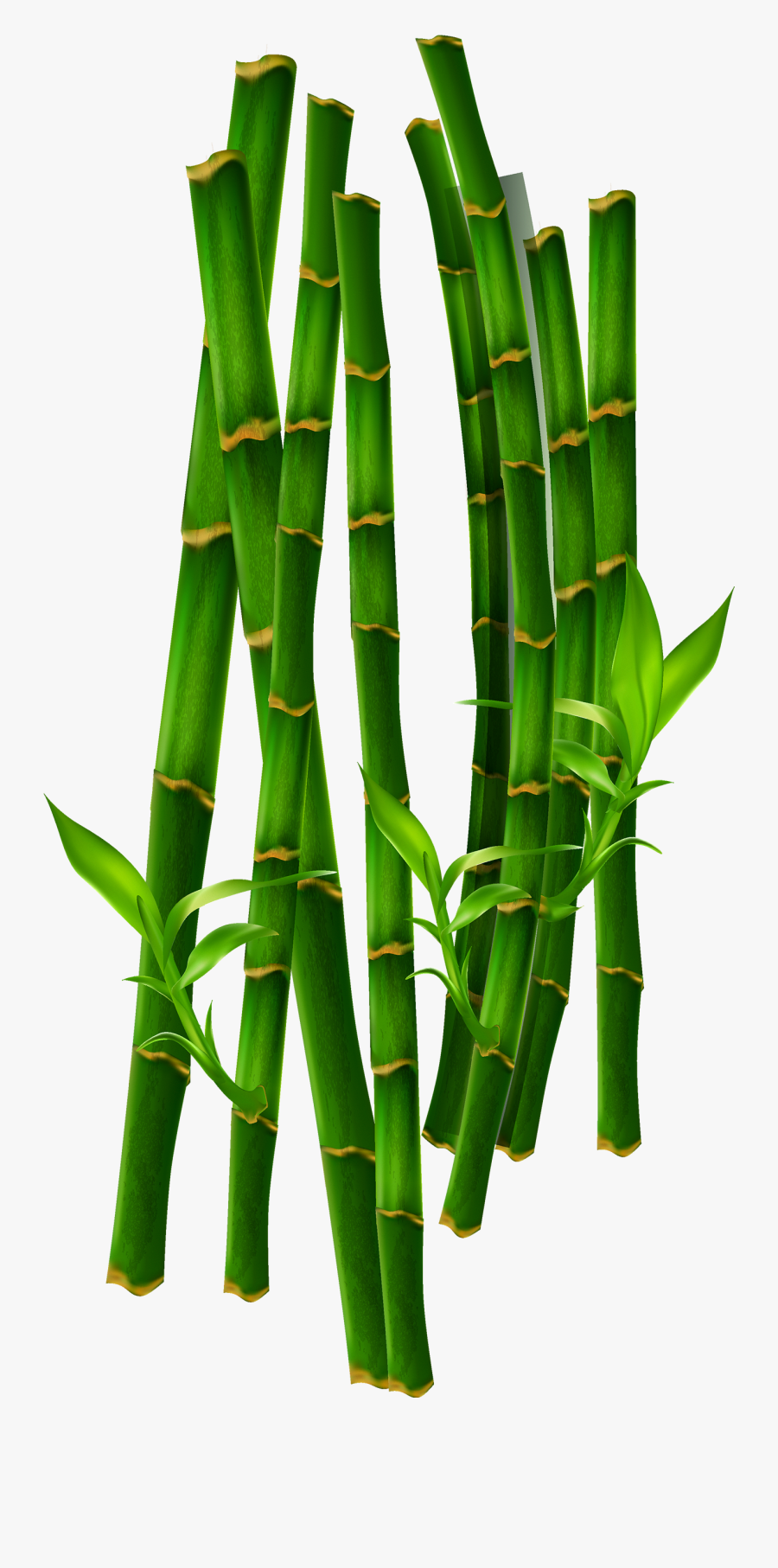 1300 X 2680 - เวก เตอร์ ก่อ ไผ่ แบบ เคลื่อนไหว, Transparent Clipart